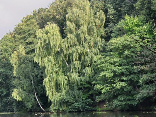 43259 (a): :1600x1200